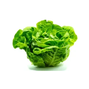 LECHUGA X UND